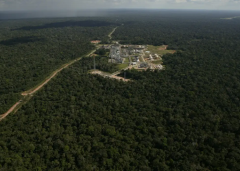 Mais de 1,4 milhão de mudas foram plantadas no AM