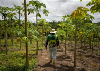 População rural: inadimplência no Norte se manteve estável no 1º trimestre de 2024