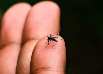 Brasil tem mais de 6,5 milhões de casos prováveis de dengue este ano