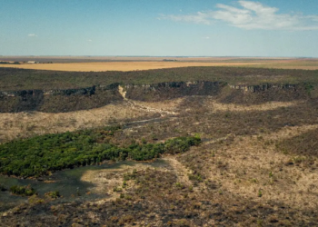 Dia do Cerrado: bioma é o segundo mais ameaçado no país