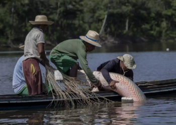 Pirarucu, símbolo de um legado de conservação da Amazônia