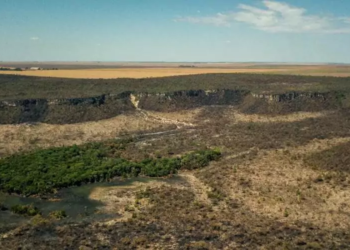 Após cinco anos de aumento, desmatamento no Cerrado tem queda