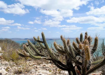 Cerca de R$ 90 mi serão aplicados na preservação da Caatinga