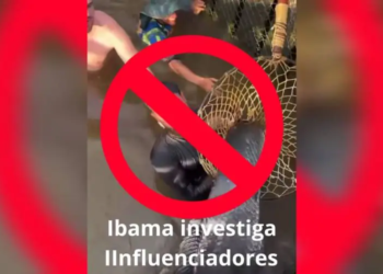 Maus-tratos: Ibama apura nado de influenciadores com pirarucus