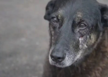 Caso Orelha: agressões a animais podem ser sinal de alerta para situações de violência doméstica e social