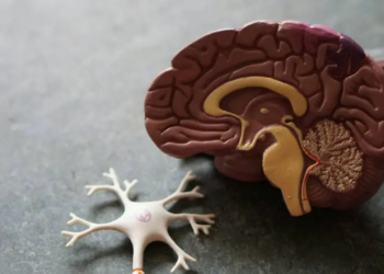 Neurologista explica como cérebro pode se beneficiar de treinos, assim como músculos ficam mais fortes com exercícios