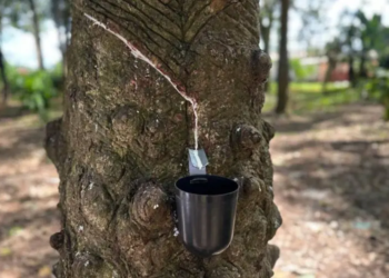 Indígenas transformam borracha em renda e conservação na Amazônia