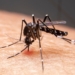 Mudanças climáticas já causam aumento de doenças infecciosas no país