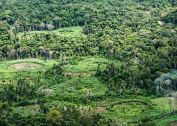 Plataforma pan-amazônica reúne 232 políticas públicas para bioeconomia