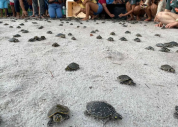 Mais de 11 mil filhotes de quelônios são devolvidos à natureza no Amazonas