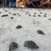 Mais de 11 mil filhotes de quelônios são devolvidos à natureza no Amazonas