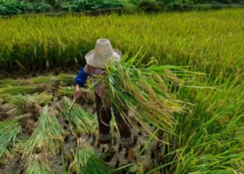 Idosa trabalha 72 anos em situação análoga à escravidão