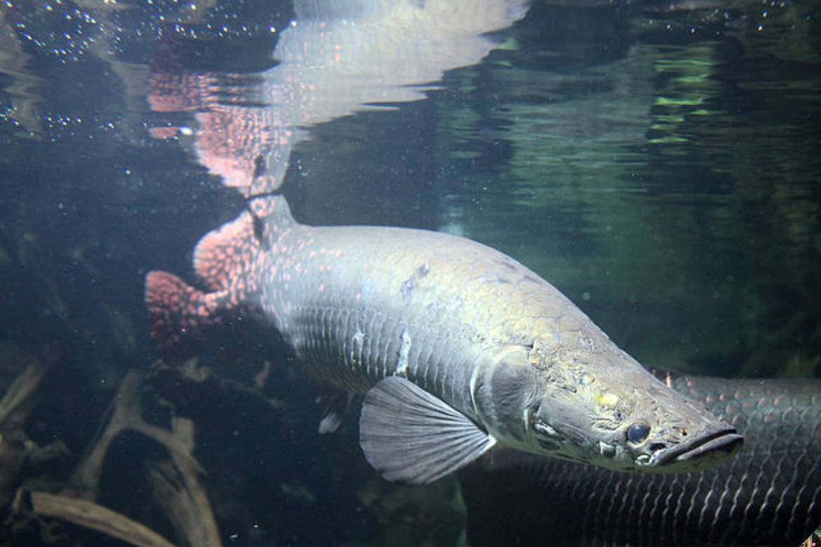 Vale do Javari teve multa recorde por pesca ilegal de pirarucu no Amazonas