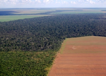 Senador denuncia compra maquiada de terras na Amazônia por estrangeiros