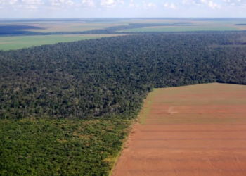 Senador denuncia compra maquiada de terras na Amazônia por estrangeiros