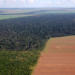 Senador denuncia compra maquiada de terras na Amazônia por estrangeiros