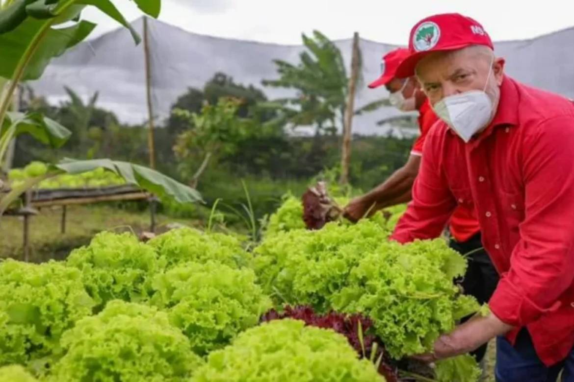 Lula está certo sobre MST ser o maior produtor de arroz orgânico do Brasil? Confira