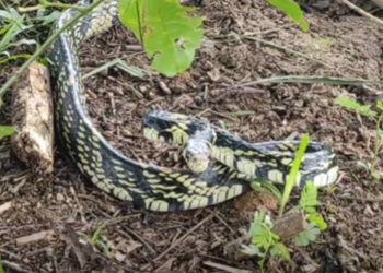 Vídeo mostra cobra caninana ao se transformar em ‘estátua’ pronta para o ataque