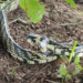 Vídeo mostra cobra caninana ao se transformar em ‘estátua’ pronta para o ataque