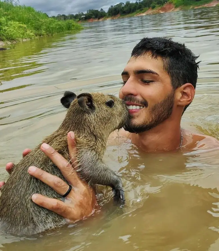 Jovem Amazonense viraliza na internet após postar amizade com capivara, em Autazes