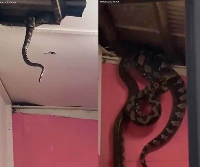 Cobras gigantes fazem ninho e caem do teto de casa na Malásia