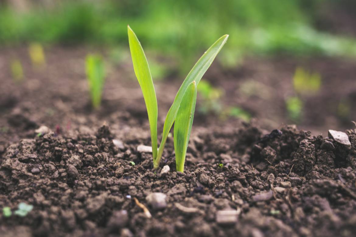 Microcrédito pode ser a chave para Brasil manter a liderança da agricultura mundial