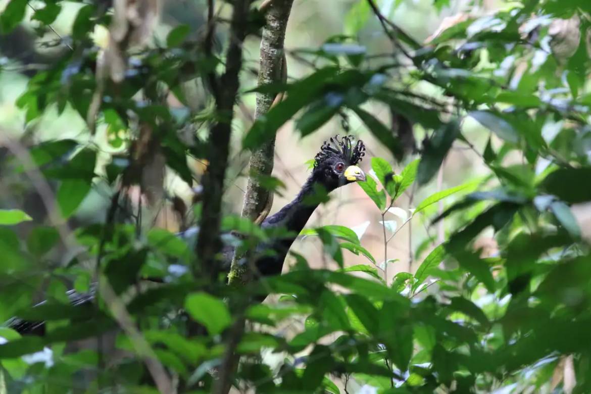 Pesquisadores encontram ave em risco de extinção e desaparecida há 40 anos, no Brasil