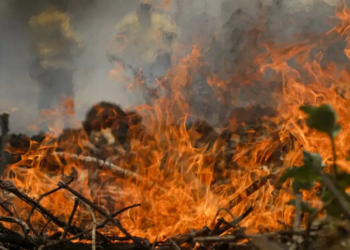 Incêndio no Pantanal tem cenário de animais em fuga e muita ventania