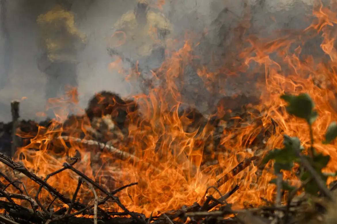 Incêndio no Pantanal tem cenário de animais em fuga e muita ventania