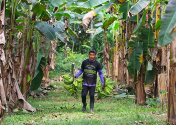 Agricultores familiares do Amazonas alcançam recorde de crédito pelo Pronaf