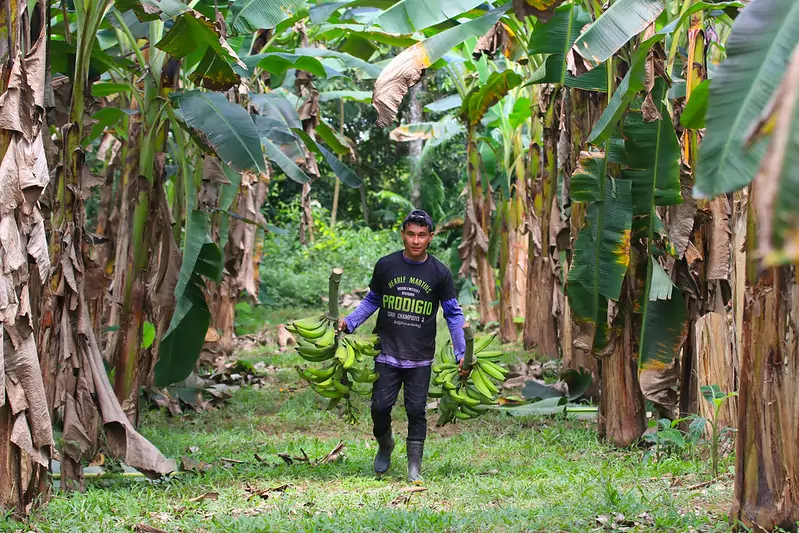 Agricultores familiares amazonas pronaf