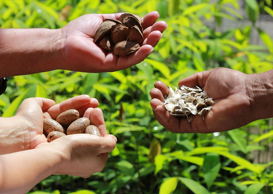 A bioeconomia é pensada ou tratada de acordo com as necessidades ou visões de cada país ou região (Foto: Ronaldo Rosa)