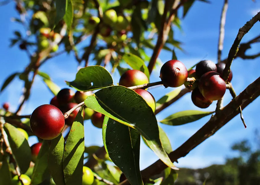 Camu-camu enriquece nutricionalmente a farinha de mandioca, revela pesquisa