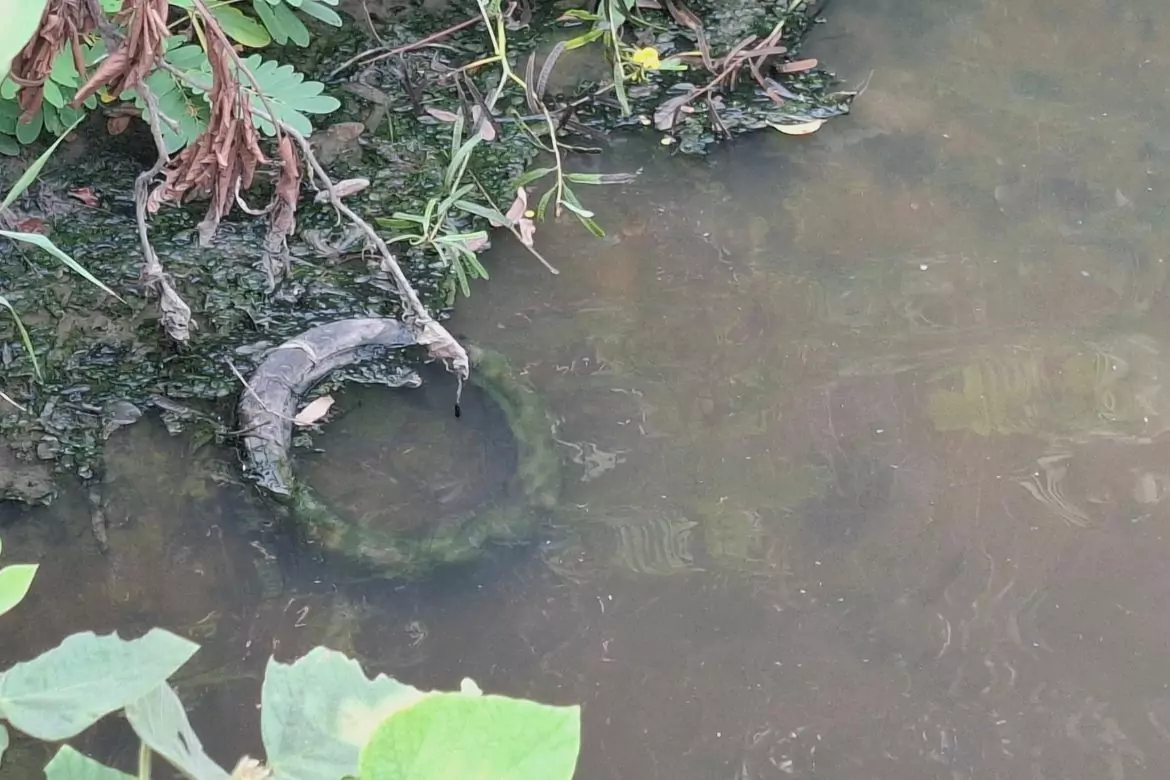 Microplásticos e lixos em igarapés em Manaus. Foto: Ana Kelly Franco