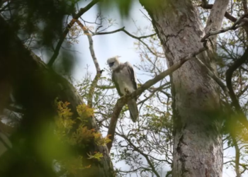 Novo filhote de Gavião-real registrado. (Foto: Carlos Tuyama- Projeto Harpia)