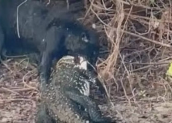 (Foto: Reprodução)