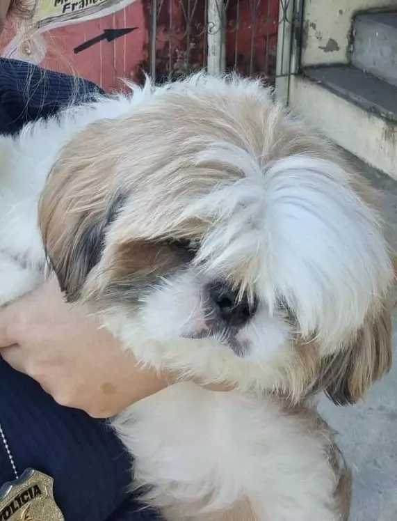 Polícia recupera Shih Tzu roubado na Zona Norte de Manaus