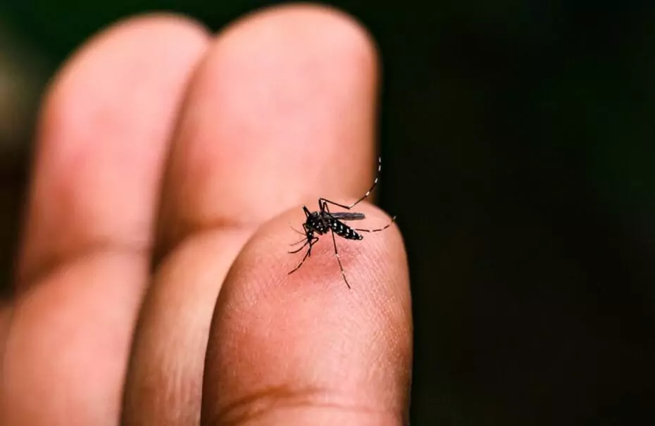 Brasil tem mais de 6,5 milhões de casos prováveis de dengue este ano. Foto: Divulgação/Ascom do Governo de São Paulo