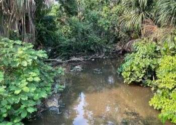 MPAM vai apurar se obras estão afetando qualidade da água em igarapé de Manaus