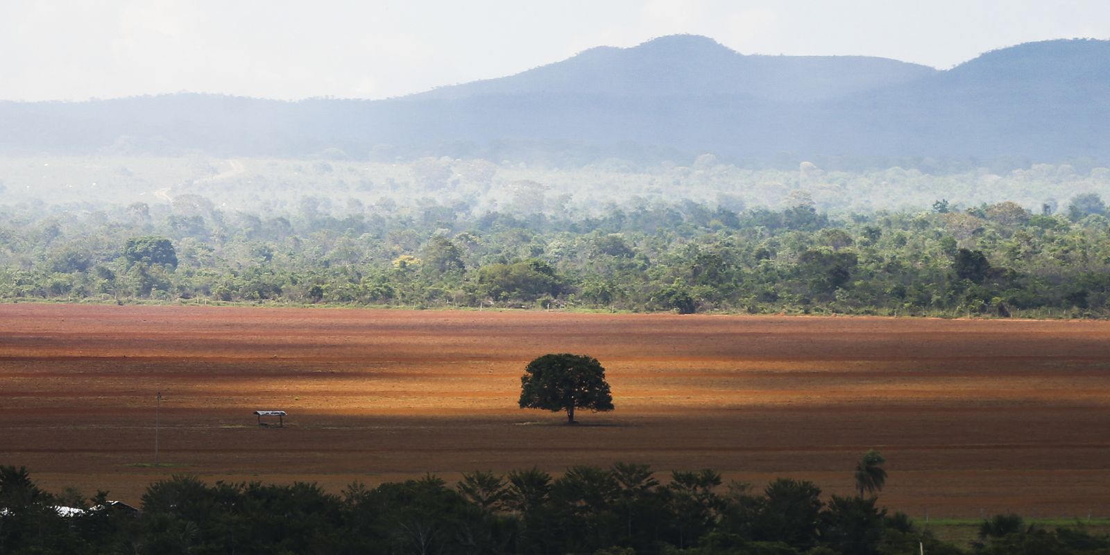 Desmatamento no Cerrado caiu 33% em 2024, mas ainda é elevado