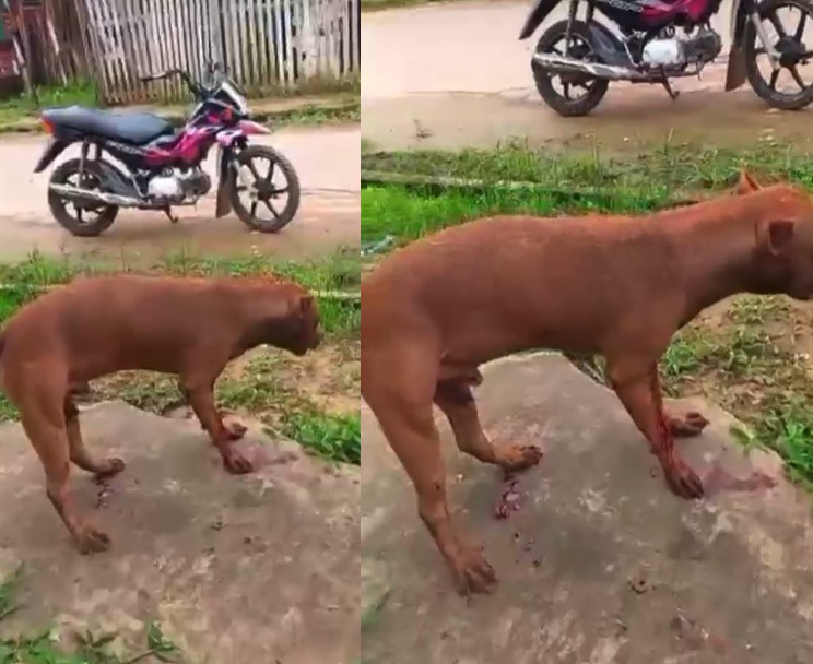 Cachorro é baleado três vezes por policial em Pauini, no interior do AM