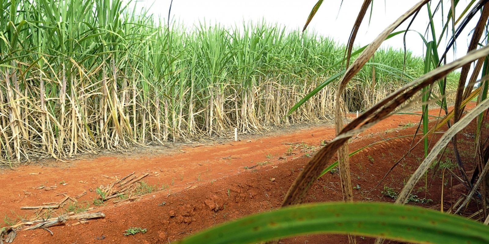 “Super enzima” de bactéria pode transformar resíduos em biocombustível