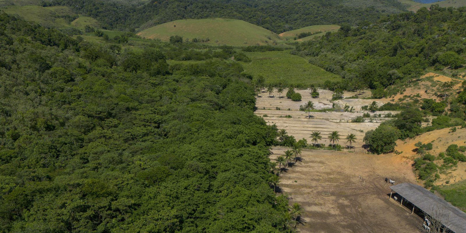 Atividades econômicas ilegais ampliaram desmatamento na Mata Atlântica