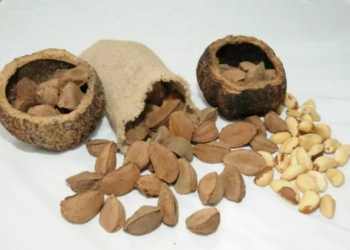 Fapeam - Castanha Foto Arquivo Fapeam