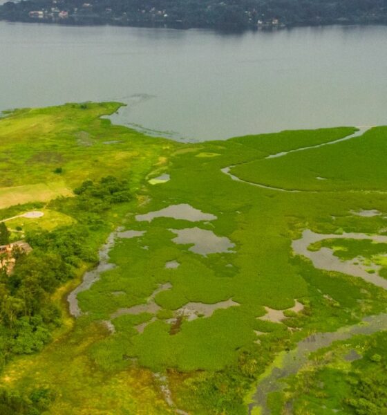 Parque na orla da represa Guarapiranga tem 261 espécies de aves