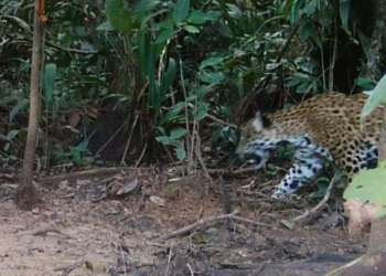 Flagrante: Onça-pintada é registrada por armadilha fotográfica