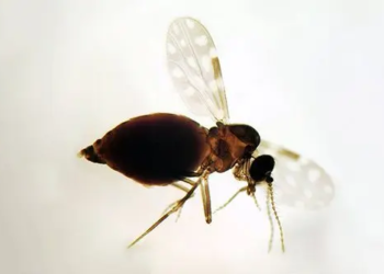 Desmatamento na Amazônia ajuda a provocar casos de oropouche em outras regiões