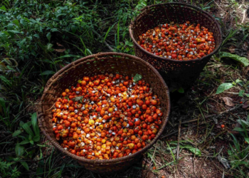 Exposição “A Rota do Guaraná de Maués”. Foto: Divulgação