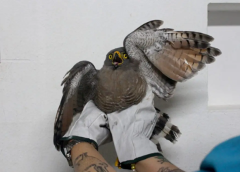 Gaviao-carijo_Gavião-carijó Foto: José Narbaes/Ipaam