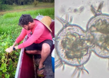 Pesquisa identifica duzentas espécies de microalgas em Parintins